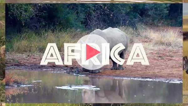 safari entertainment